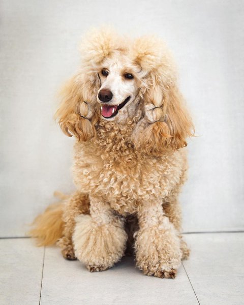 Apricot Poodle Your Complete Breed Guide The Goody Pet