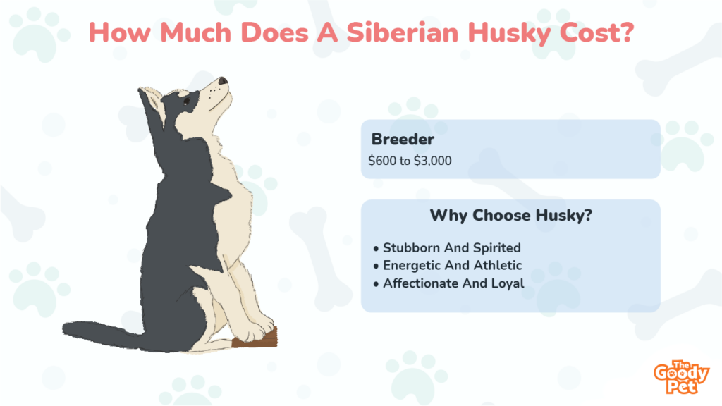 How Much Is A Siberian Husky November 2022 The Goody Pet