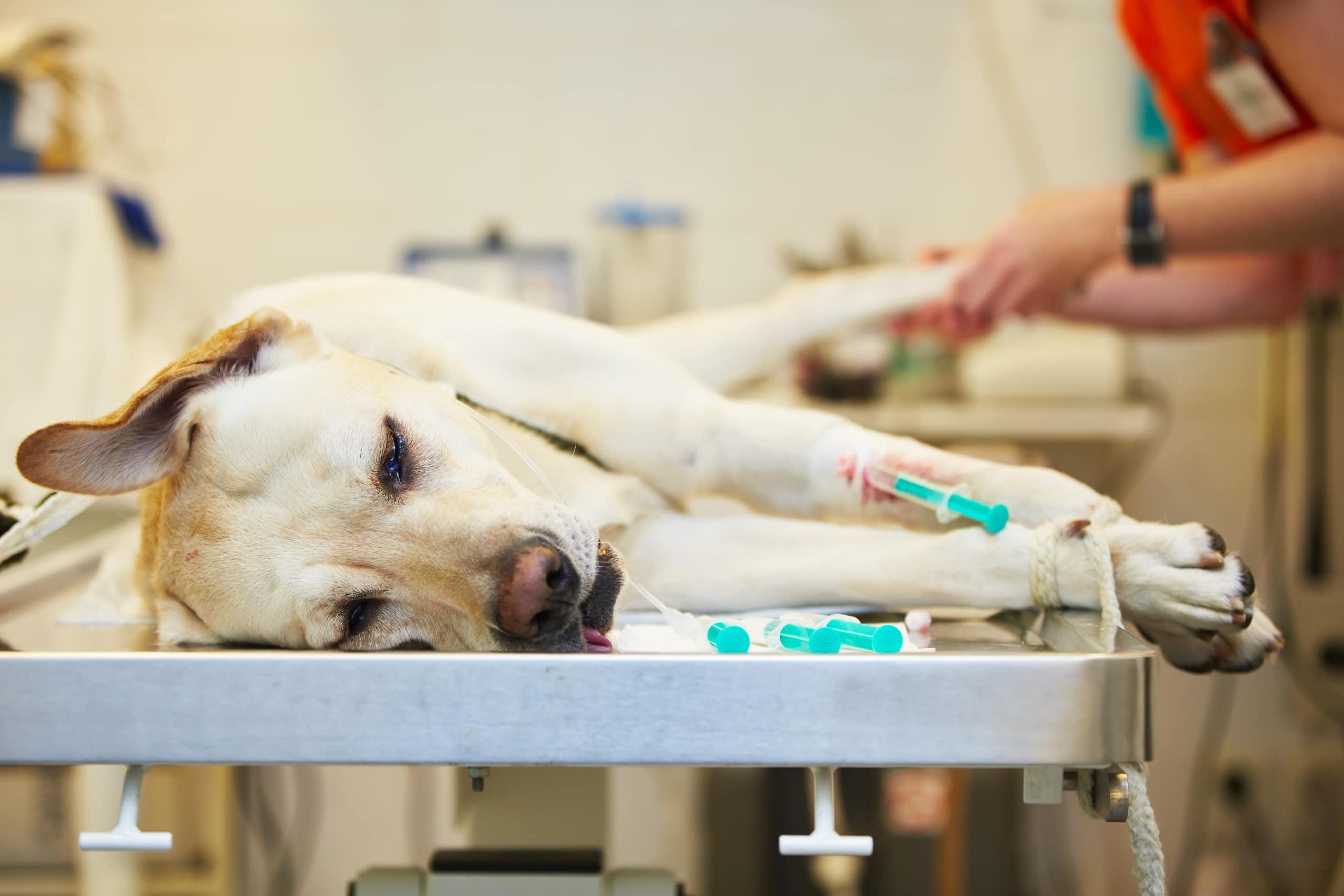 4 Tips On Helping Your Dog Recover After Surgery | TheGoodyPet