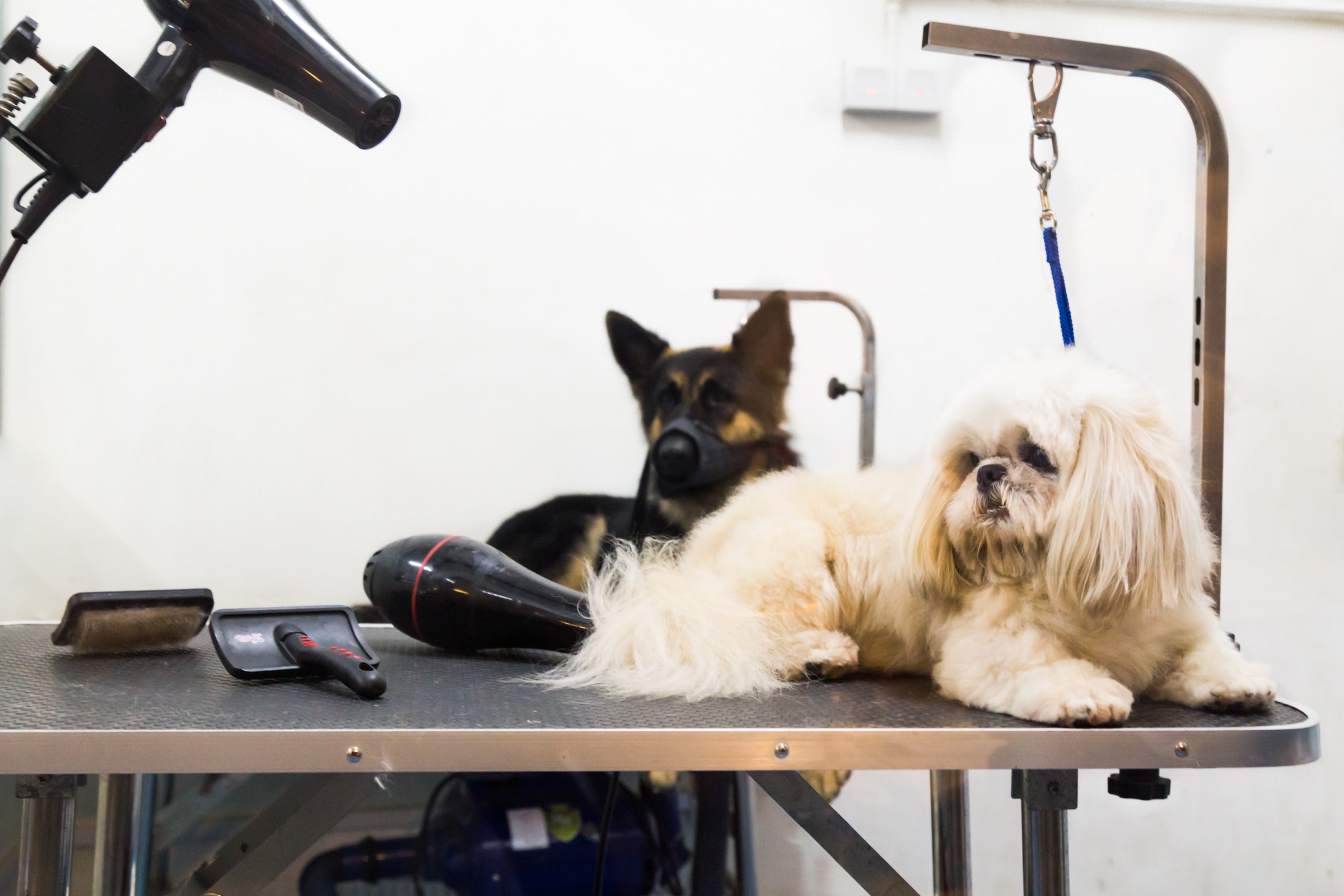 How Much Does Dog Grooming Cost? TheGoodyPet