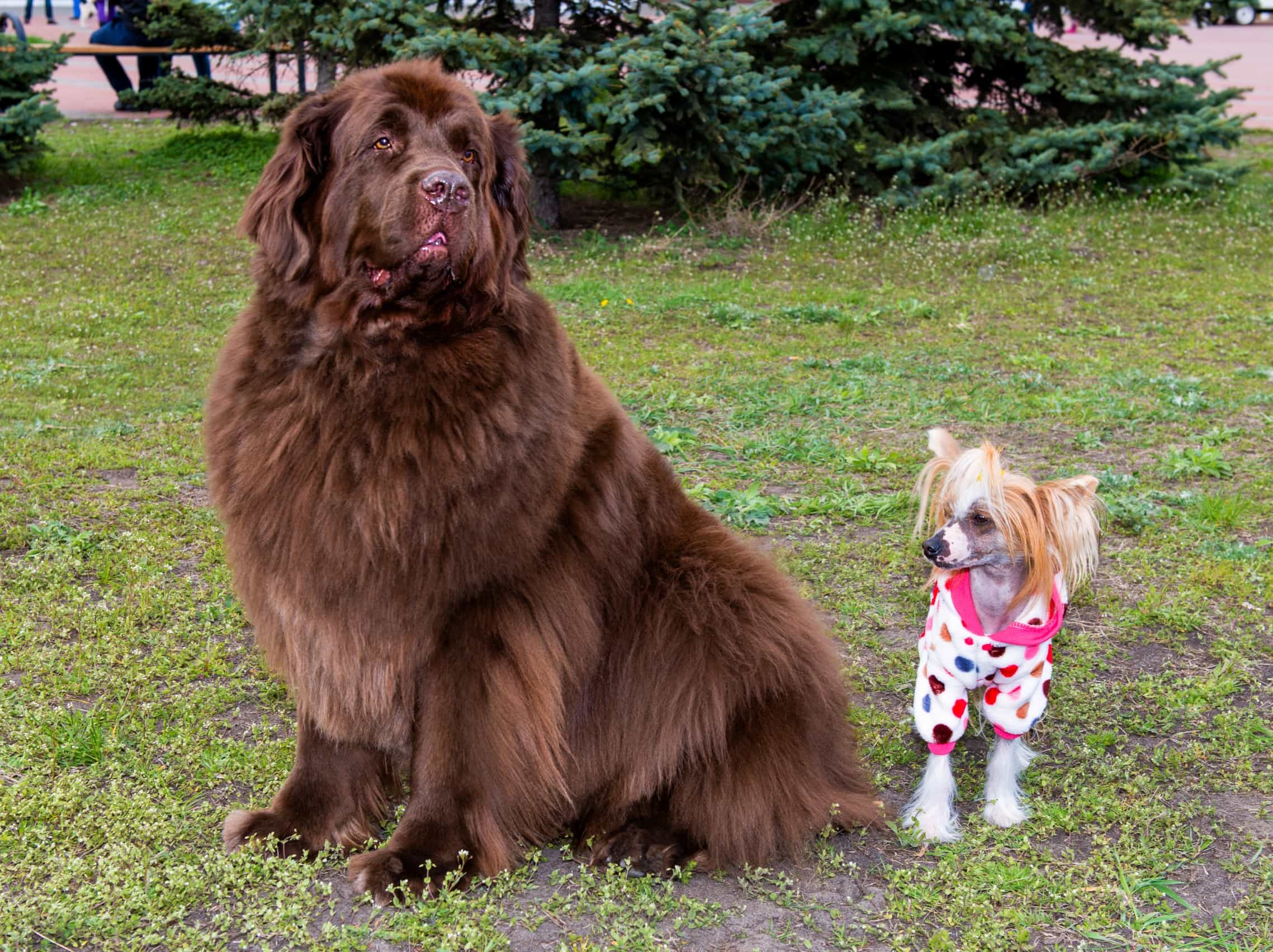 11 Of The World s Largest Dog Breeds TheGoodyPet