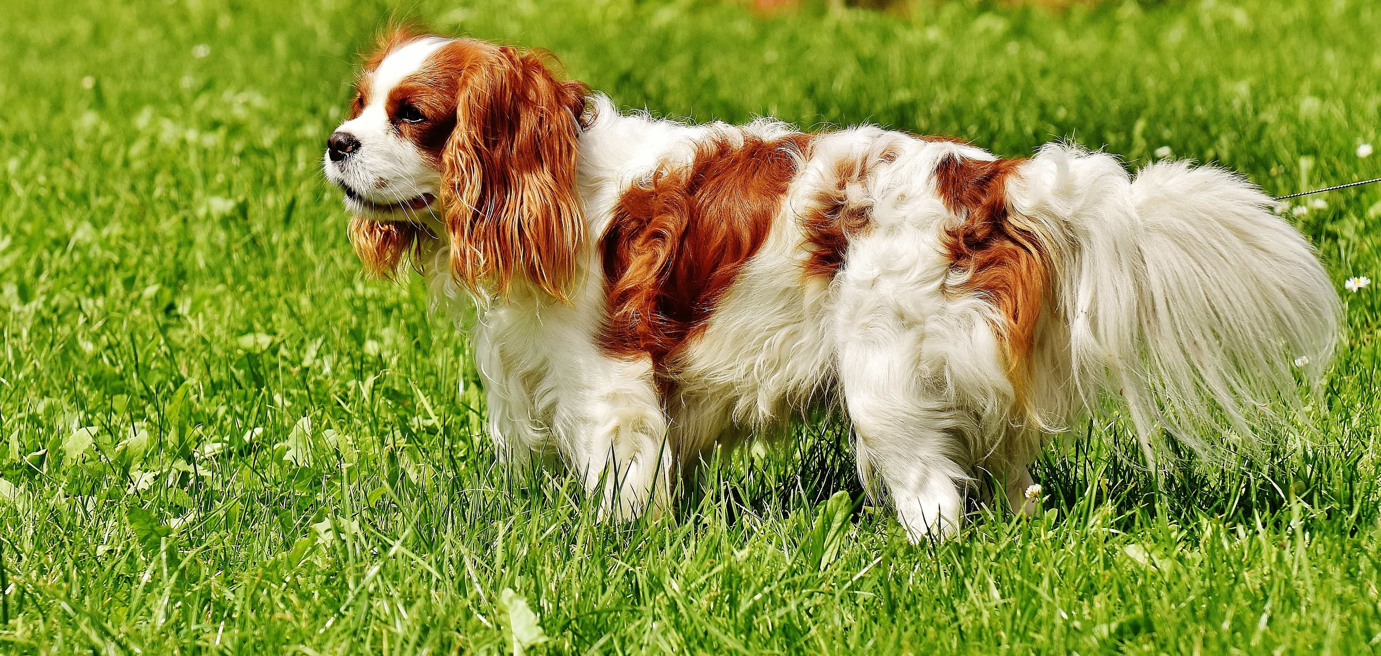 Cavalier King Charles Spaniel Dog Breed.webp