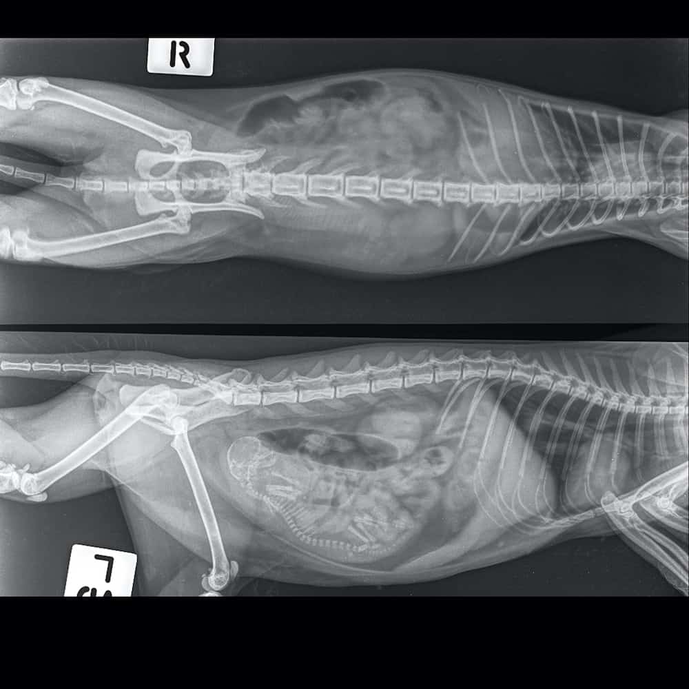 25+ cat gestation calculator - IshbelKrystal