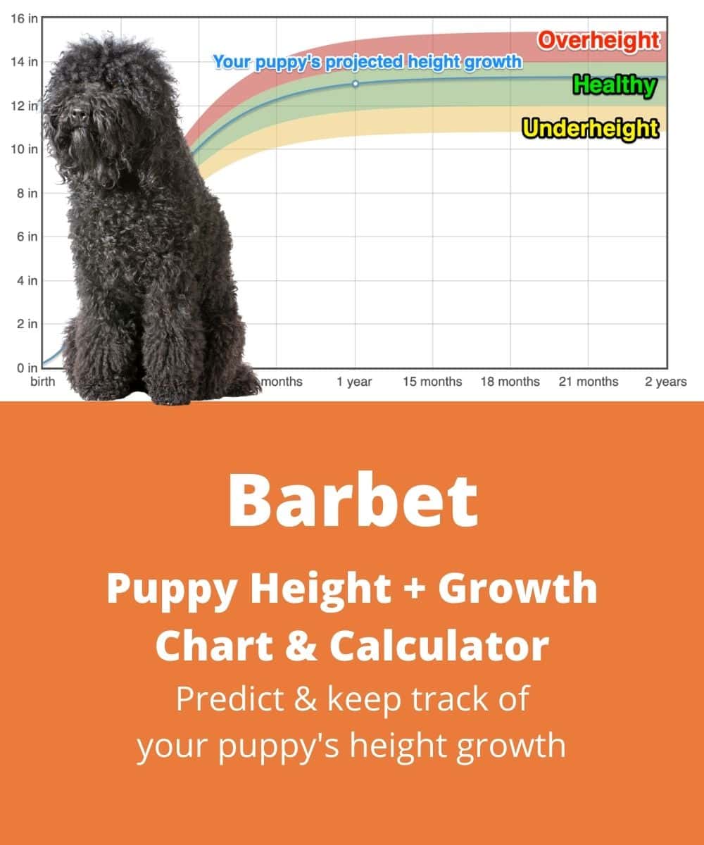 how often should you walk your barbet puppy