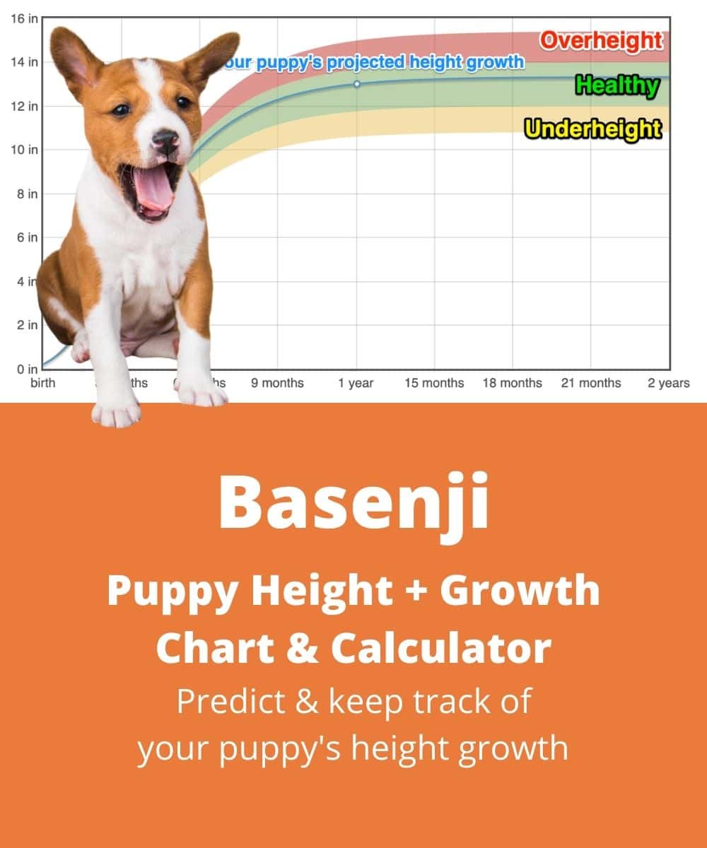 basenji Puppy height Growth Chart