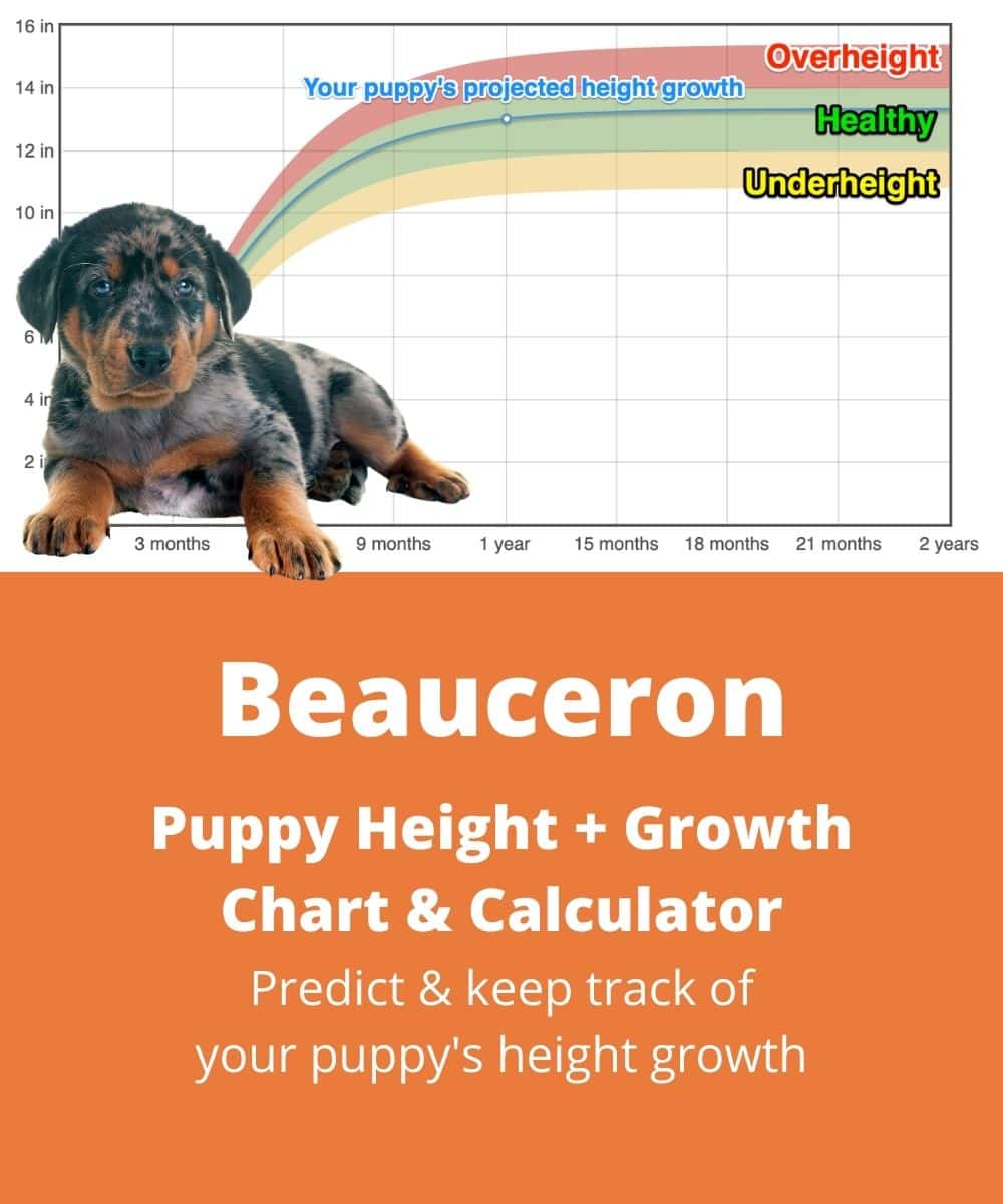 beauceron Puppy height Growth Chart