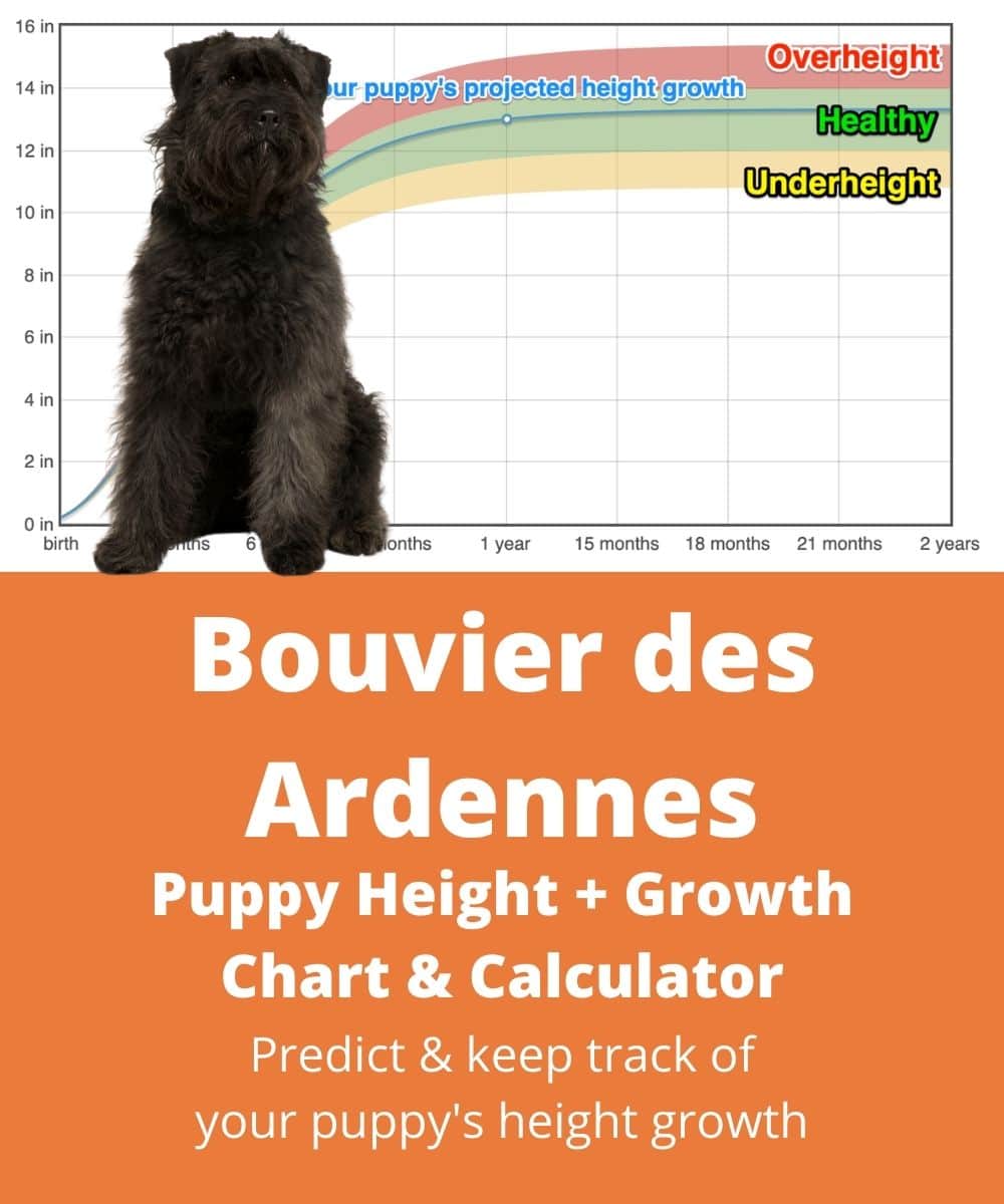 at what age is a bouvier des ardennes full grown