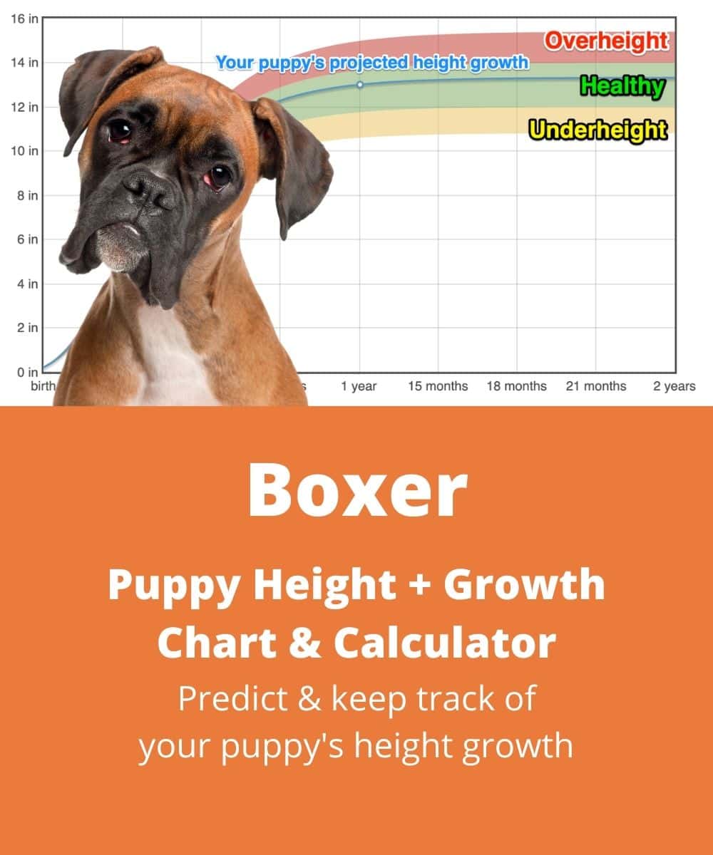 Boxer Height+Growth Chart - How Tall Will My Boxer Grow? | The Goody Pet