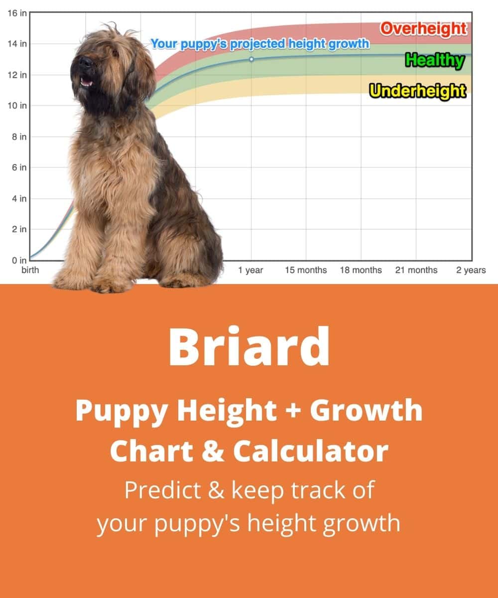 briard Puppy height Growth Chart