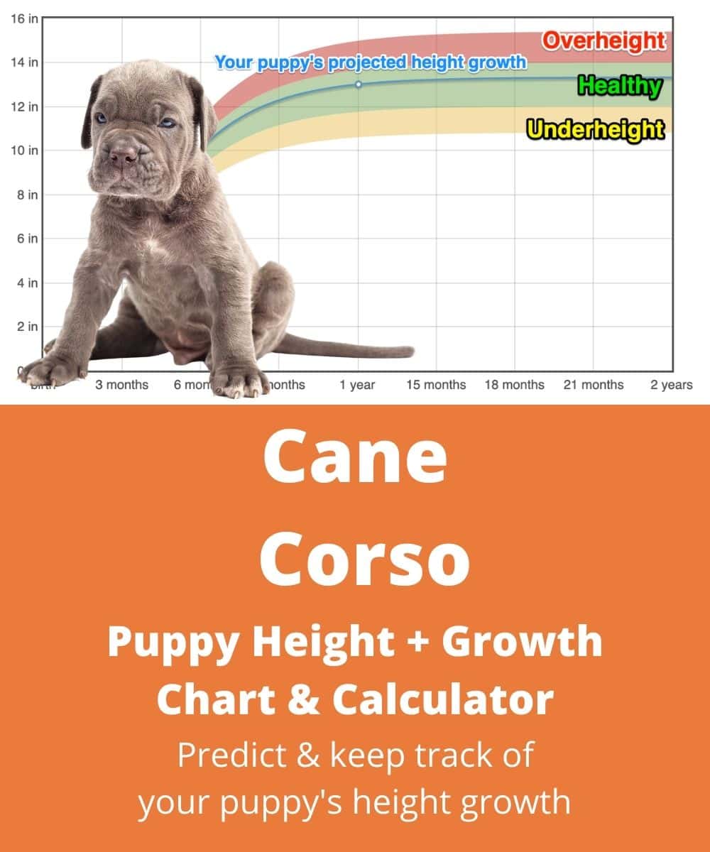 Cane Corso Height+Growth Chart - How Tall Will My Cane Corso Grow ...