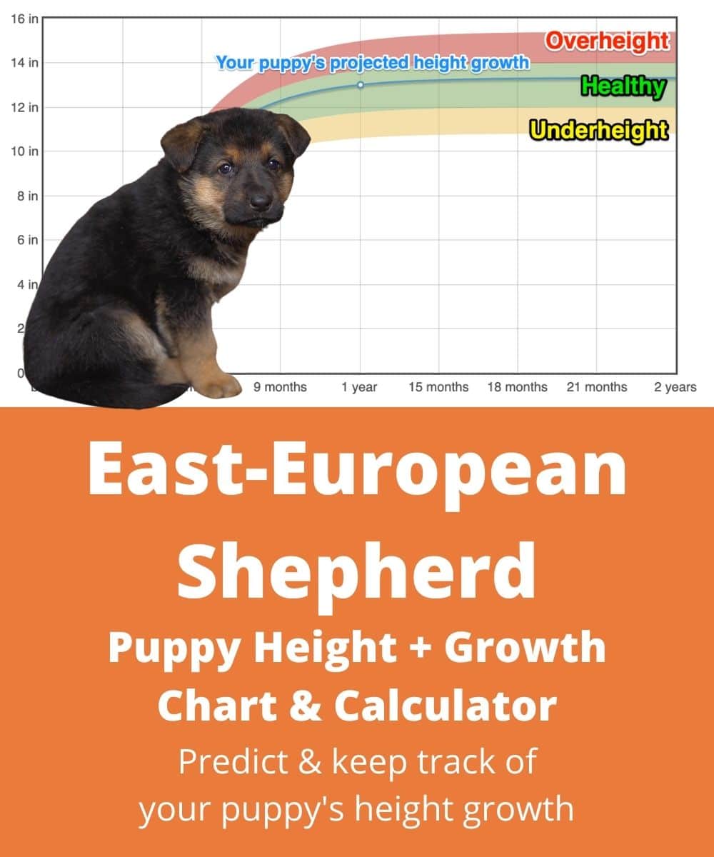 East European Shepherd Height+Growth Chart - How Tall Will My East ...