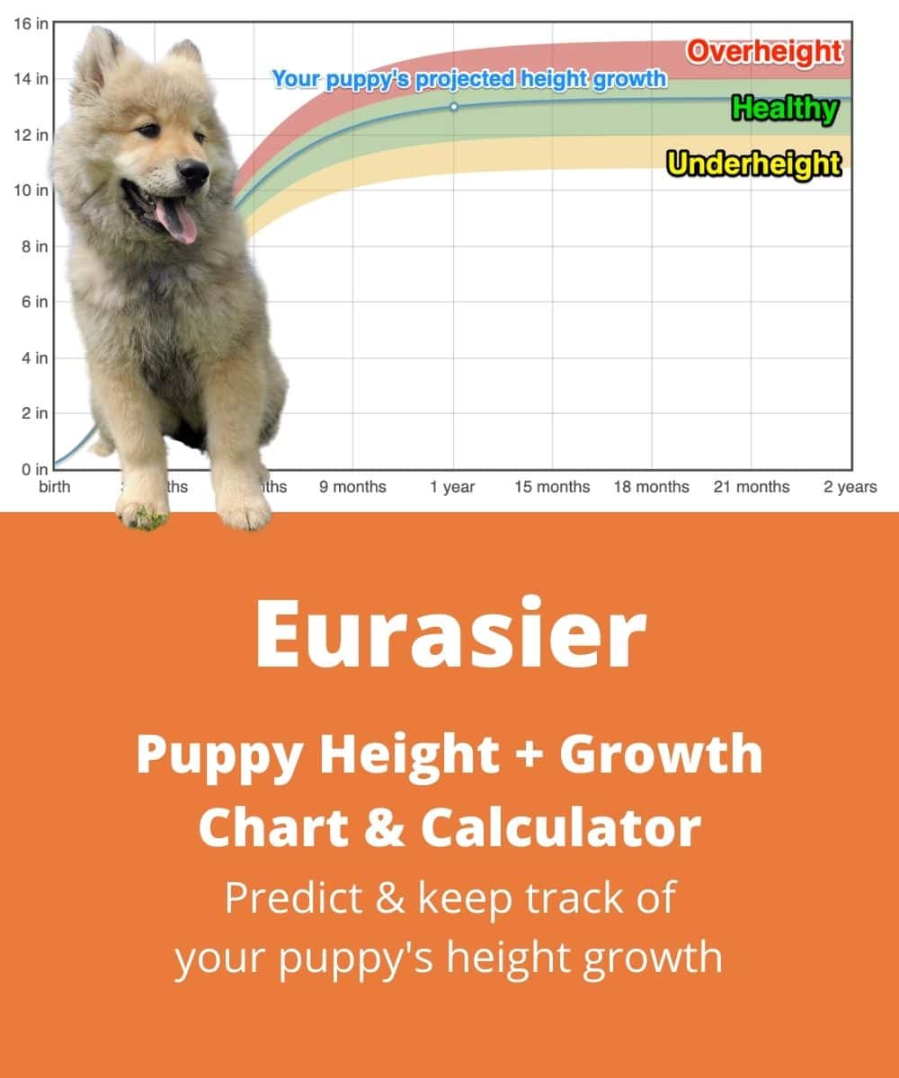 at what age is a eurasier full grown