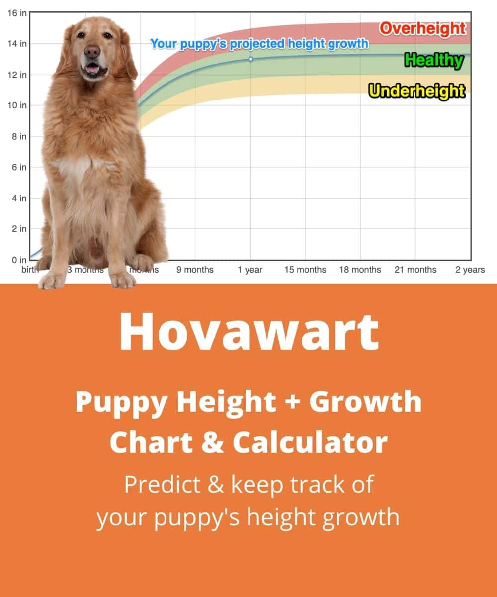 hovawart Puppy height Growth Chart