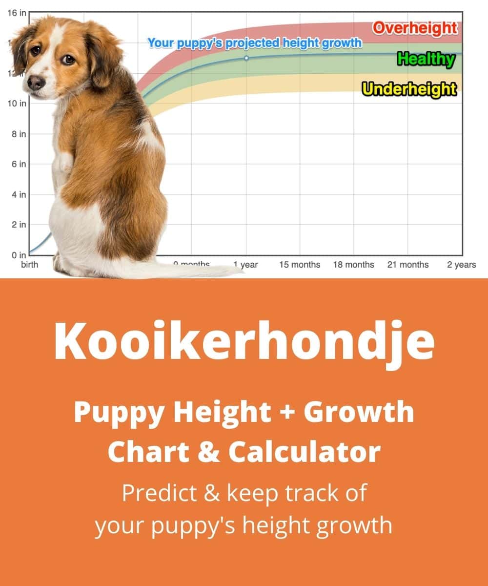 how many puppies can kooikerhondje give birth to