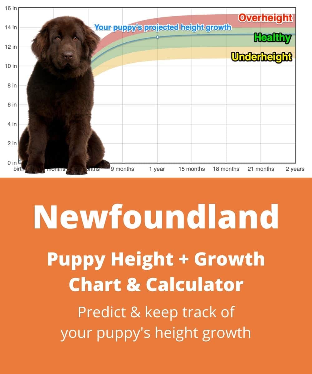 Newfoundland Height Growth Chart How Tall Will My Newfoundland Grow The Goody Pet