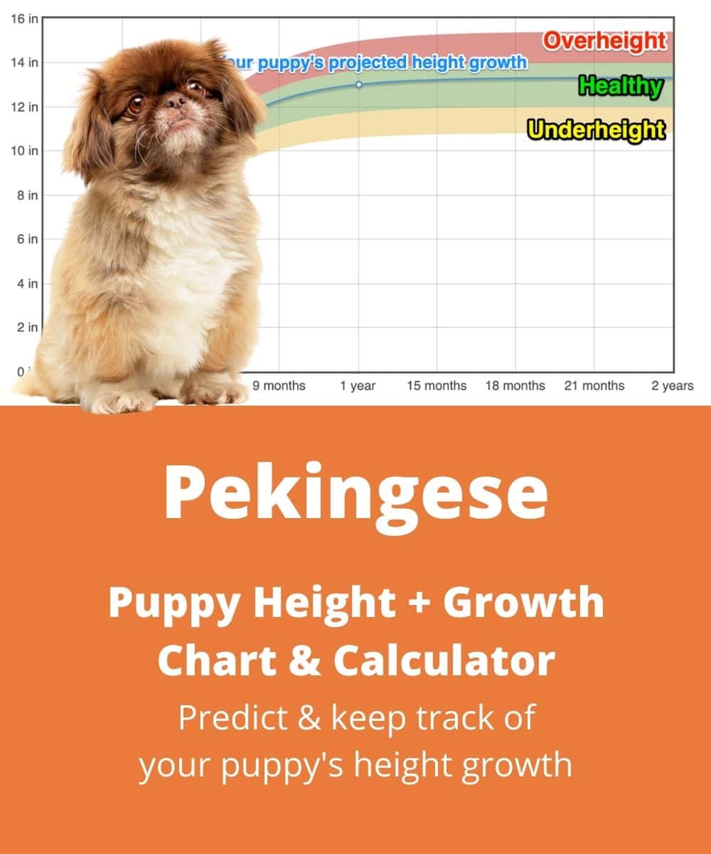 pekingese Puppy height Growth Chart