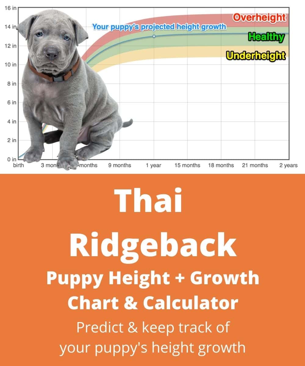 at what age is a thai ridgeback full grown