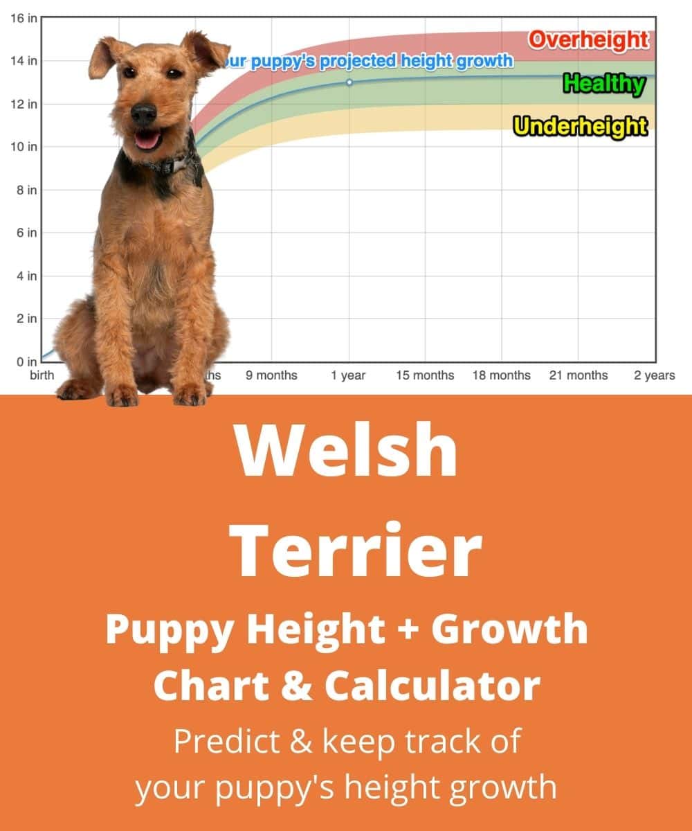 how tall are welsh terriers