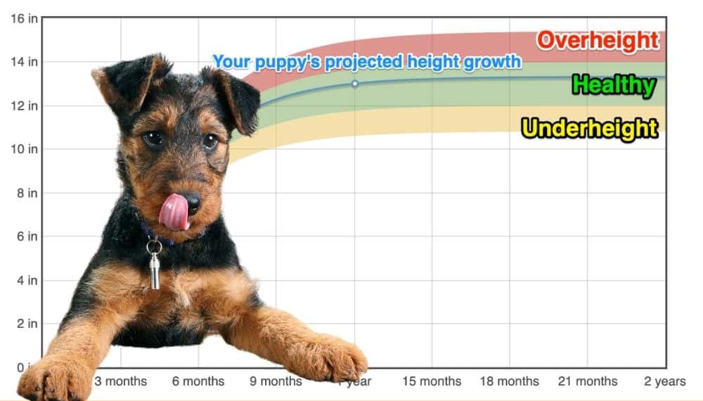 at what age is an airedale terrier fully grown