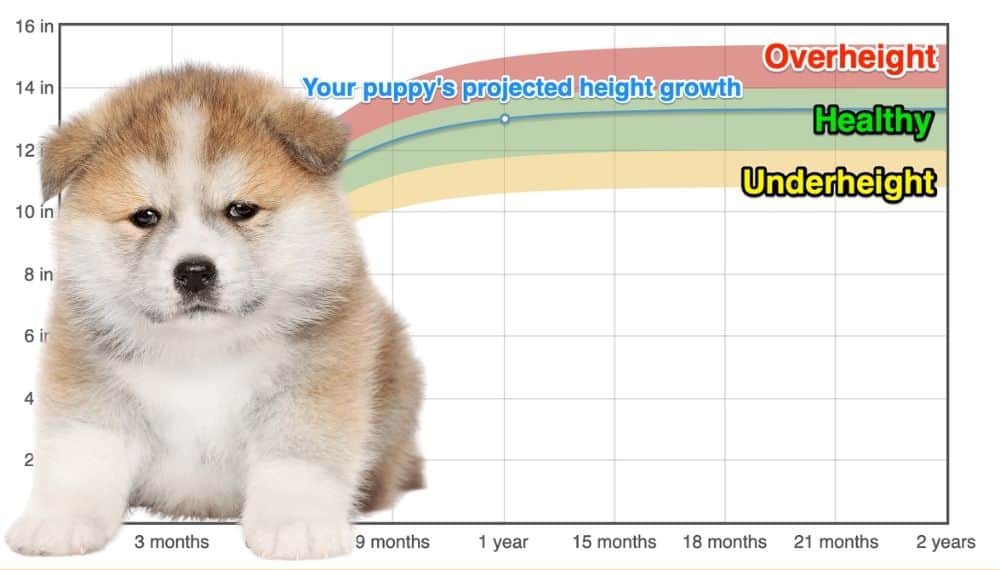 Akita Height+Growth Chart How Tall Will My Akita Grow? The Goody Pet