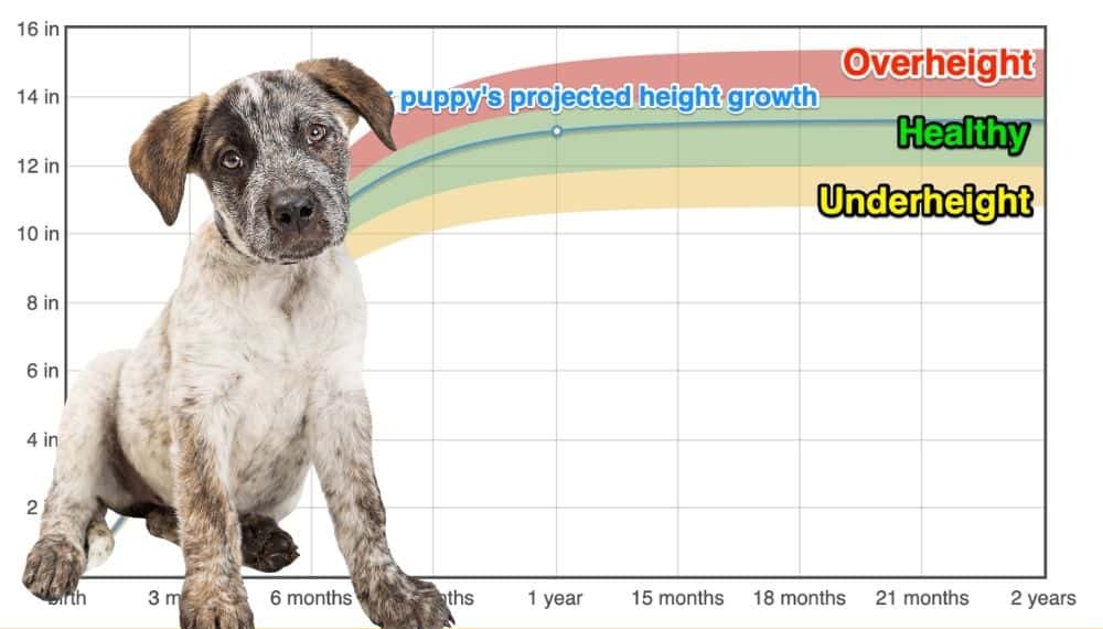 how much should my 3 month old australian cattle dog puppy weigh