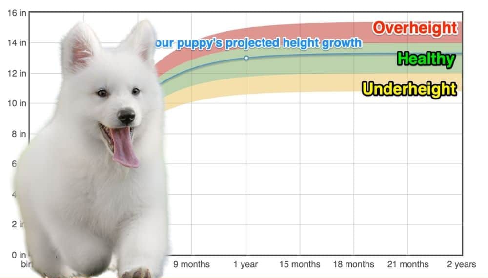 how much should a american eskimo dog weight chart