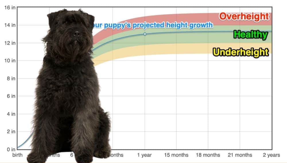 at what age is a bouvier des ardennes full grown