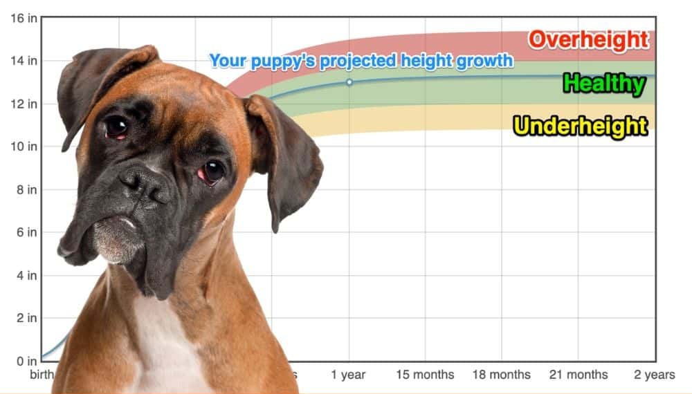 Boxer Growth Chart | estudioespositoymiguel.com.ar