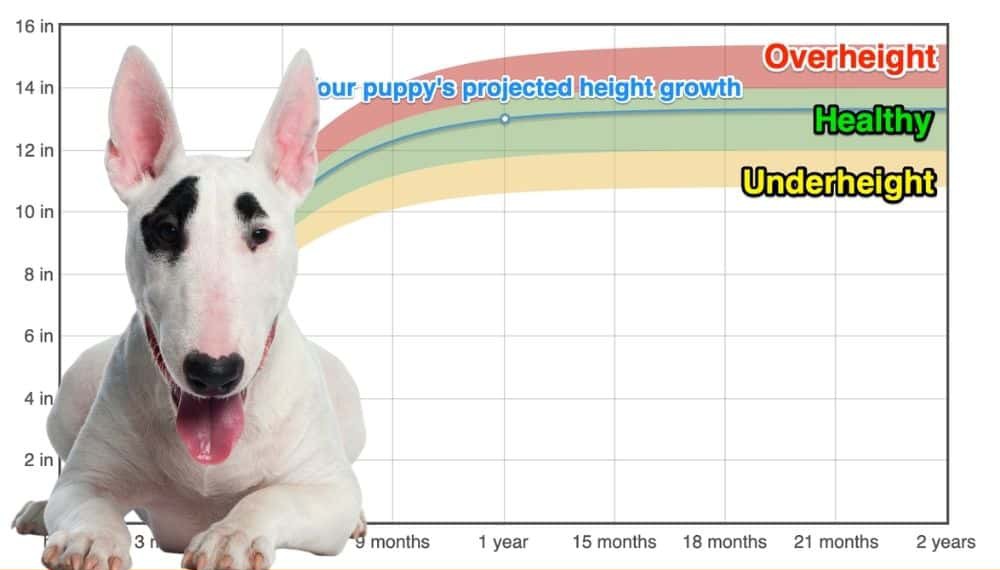 how long is a bull terrier pregnant for