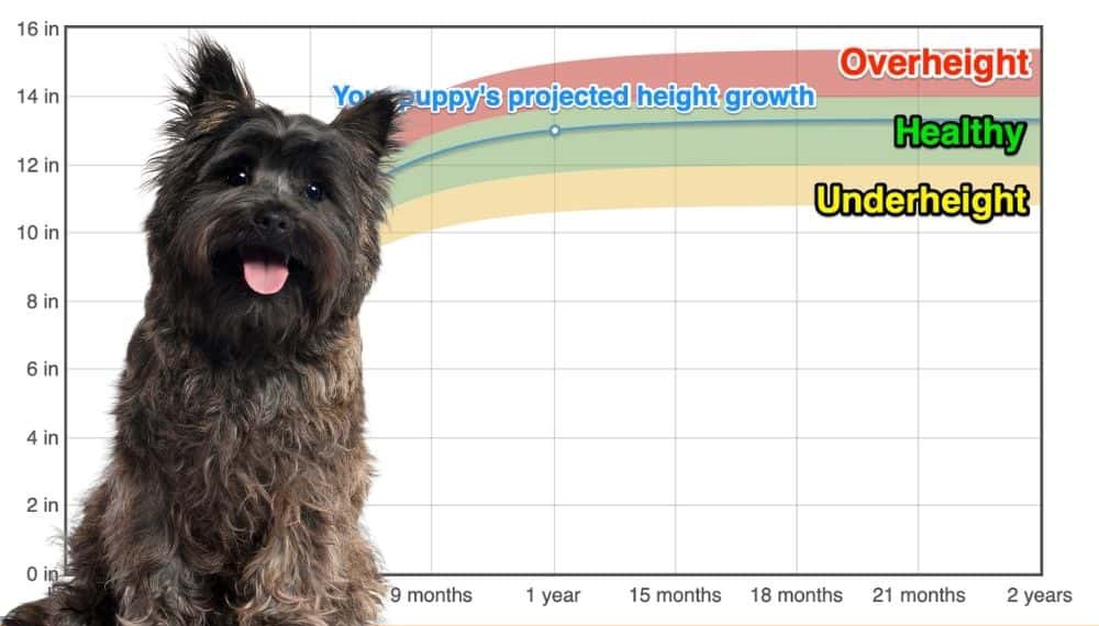 how much should my cairn terrier weigh