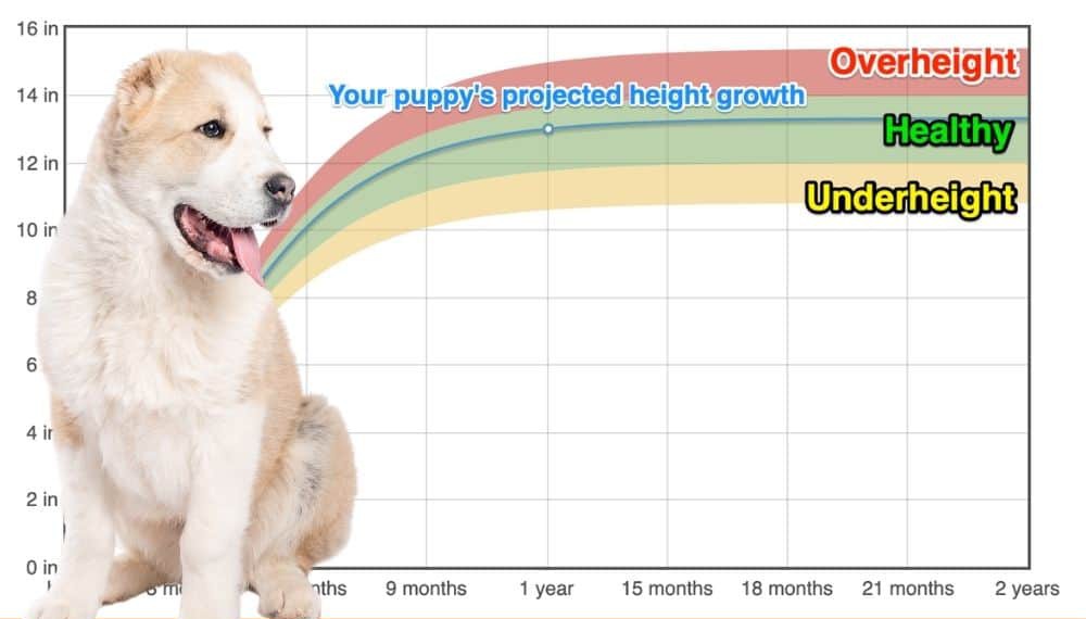 Central Asian Shepherd Dog Height+Growth Chart How Tall Will My