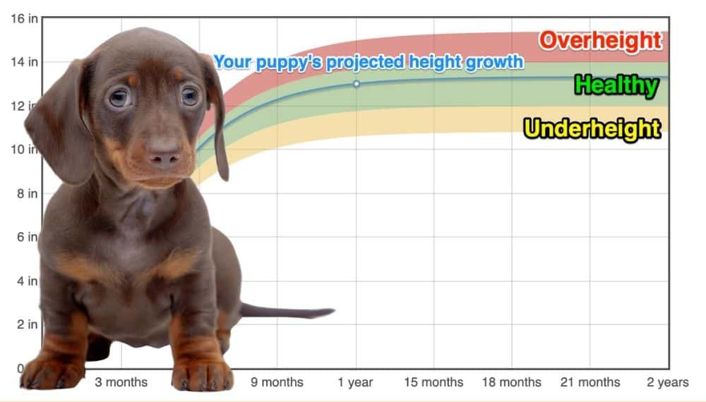 Dachshund Height+Growth Chart How Tall Will My Dachshund Grow? The