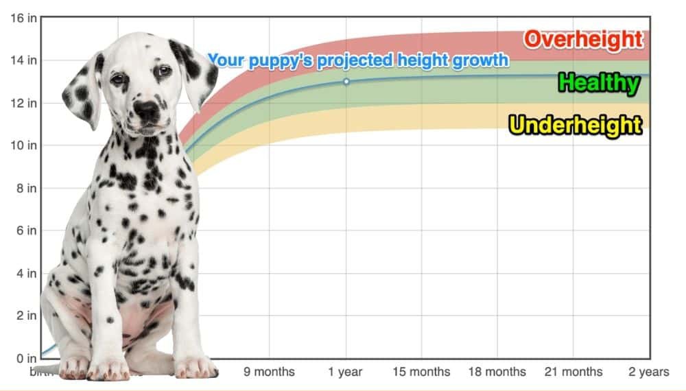 Dalmatian Height+Growth Chart How Tall Will My Dalmatian Grow? The