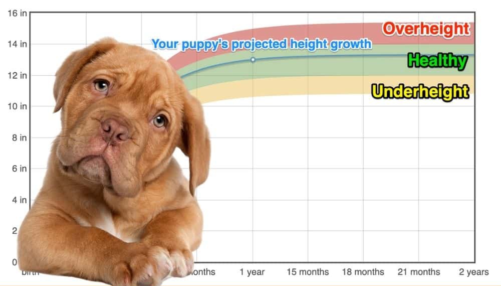 how long do french mastiffs grow