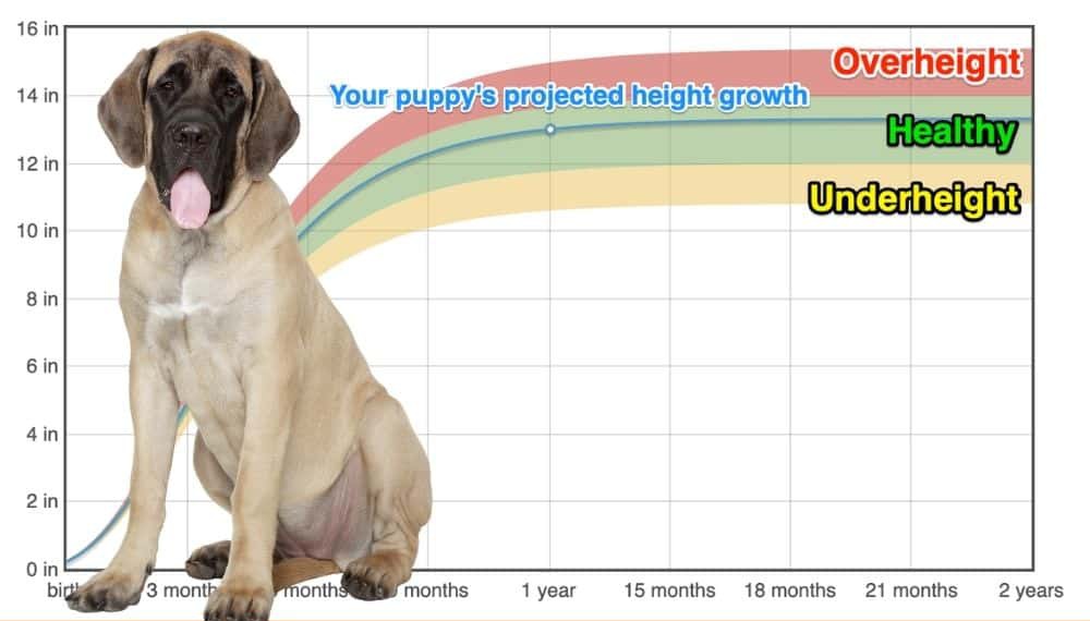 English Mastiff Growth Chart