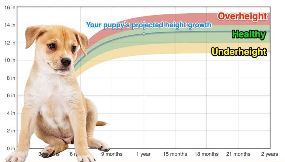 lab puppy growth stages