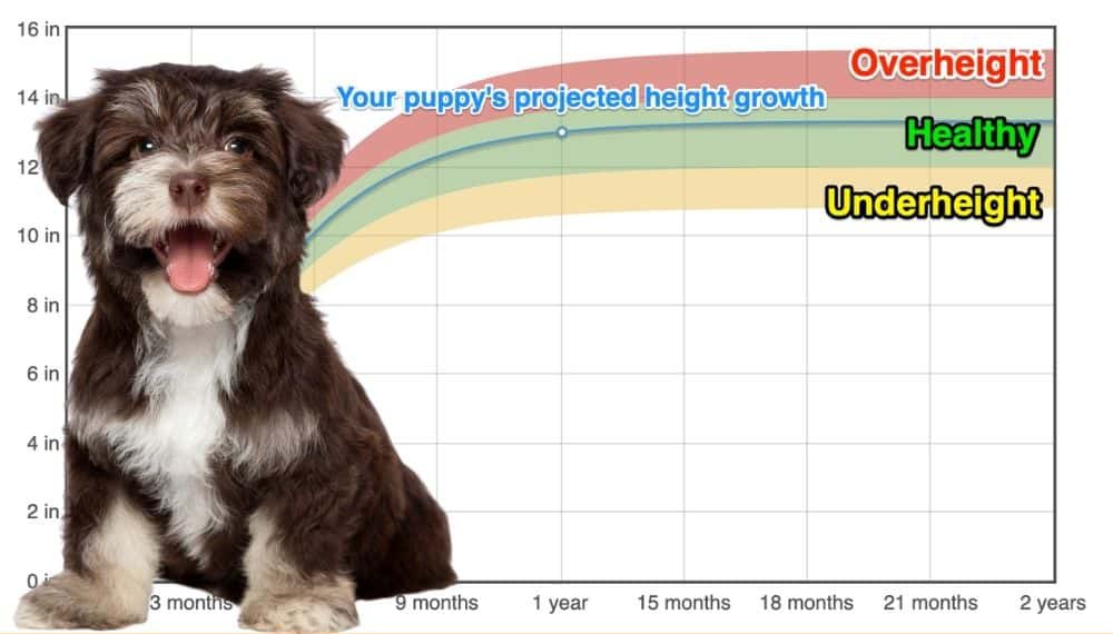 Havanese Height+Growth Chart How Tall Will My Havanese Grow? The