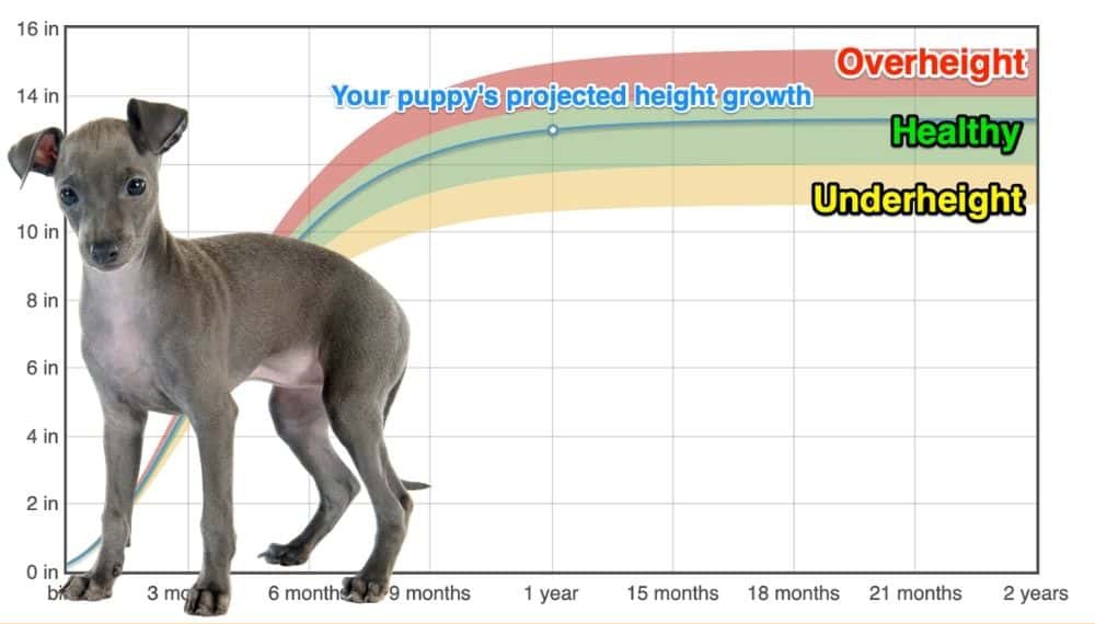 what age do italian greyhounds stop growing