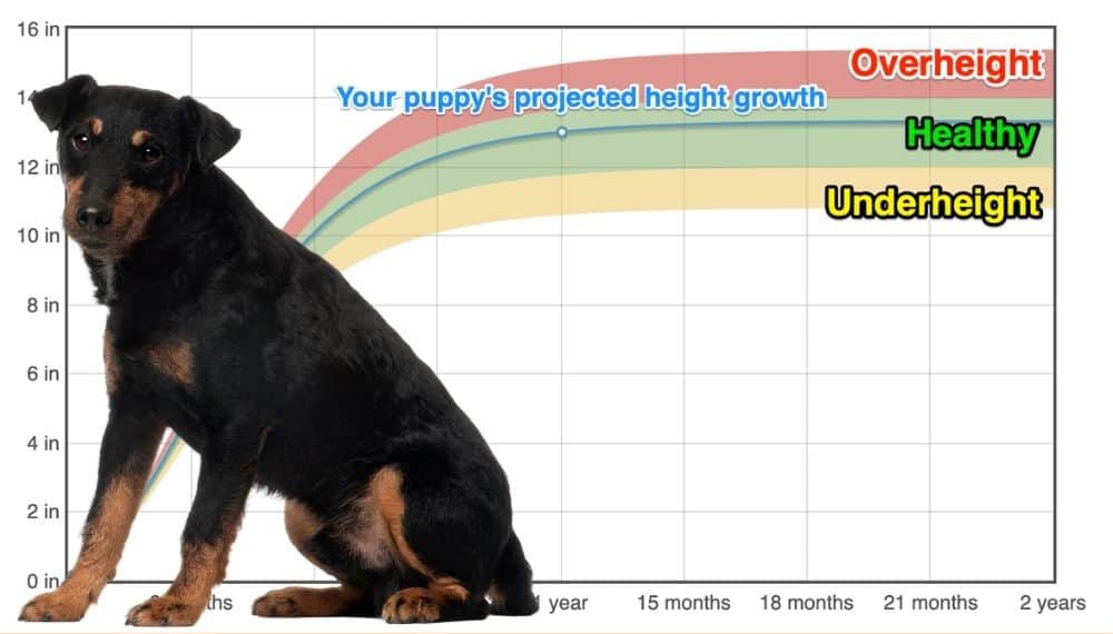 https://www.thegoodypet.com/packs/media/images/dogs/puppy_height_cropped/Jagdterrier.jpg
