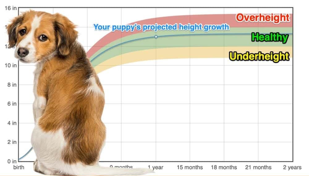 how many puppies can kooikerhondje give birth to