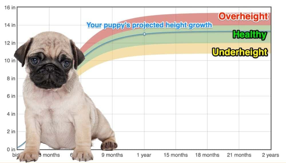 Pug Height+Growth Chart How Tall Will My Pug Grow? The Goody Pet