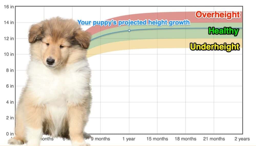 at what age is a rough collie full grown