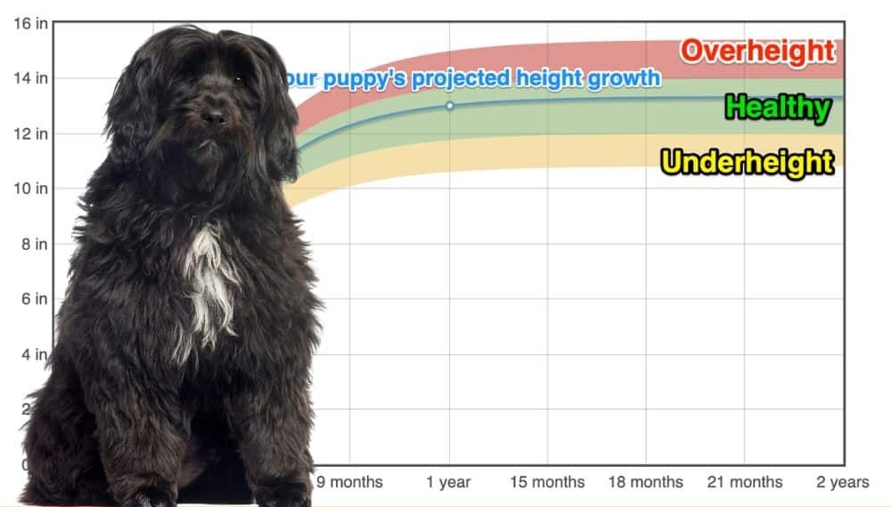 what age does a tibetan terrier stop growing