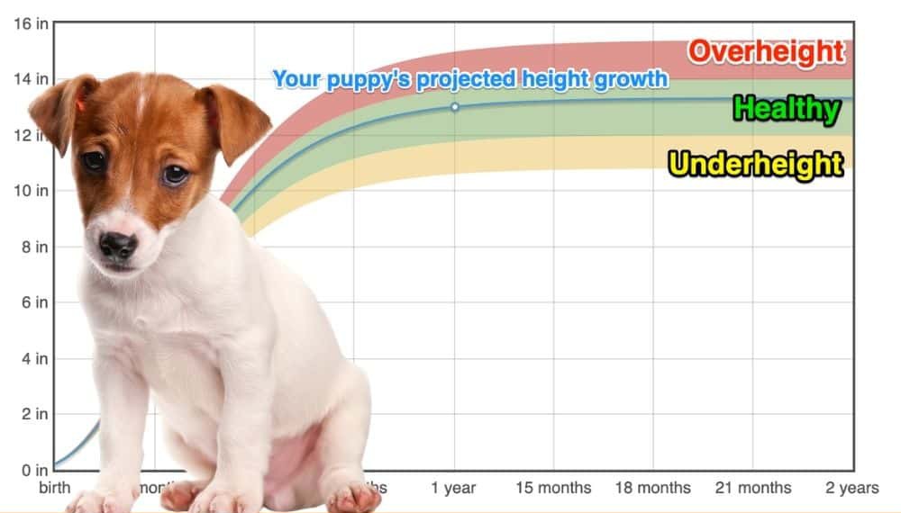 what is the average weight of a toy fox terrier