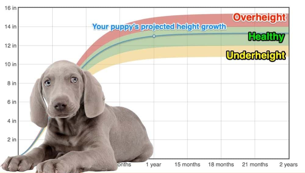 Weimaraner Height+Growth Chart How Tall Will My Weimaraner Grow