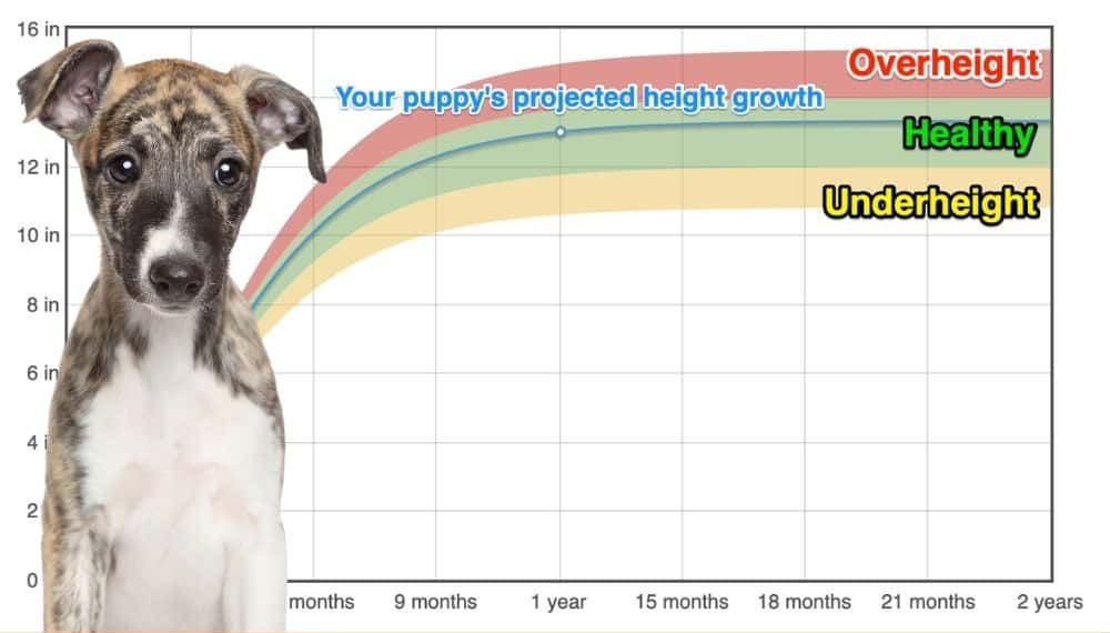 english-whippet-height-growth-chart-how-tall-will-my-english-whippet