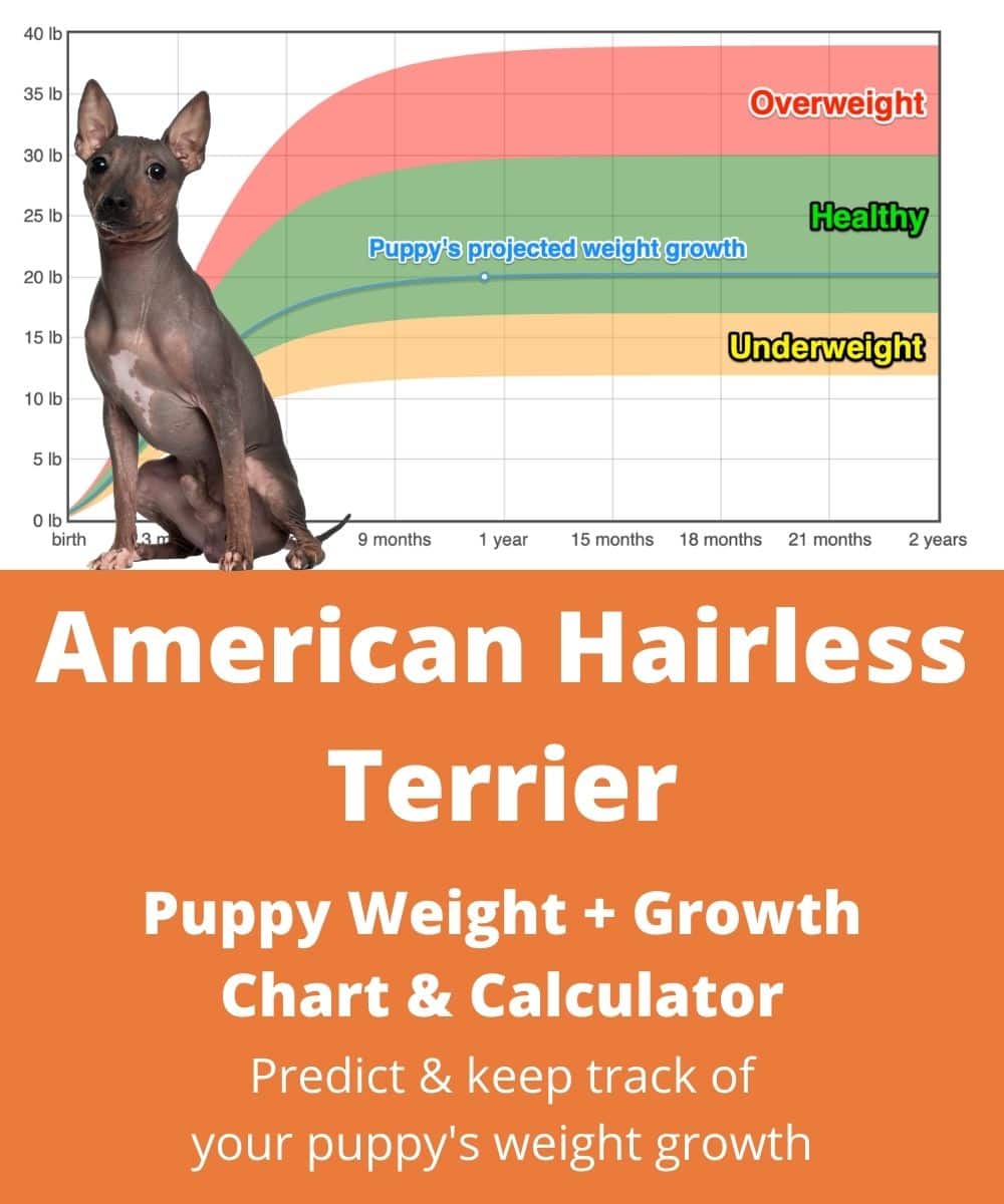 American Hairless Terrier Weight+Growth Chart 2024 - How Heavy Will My ...