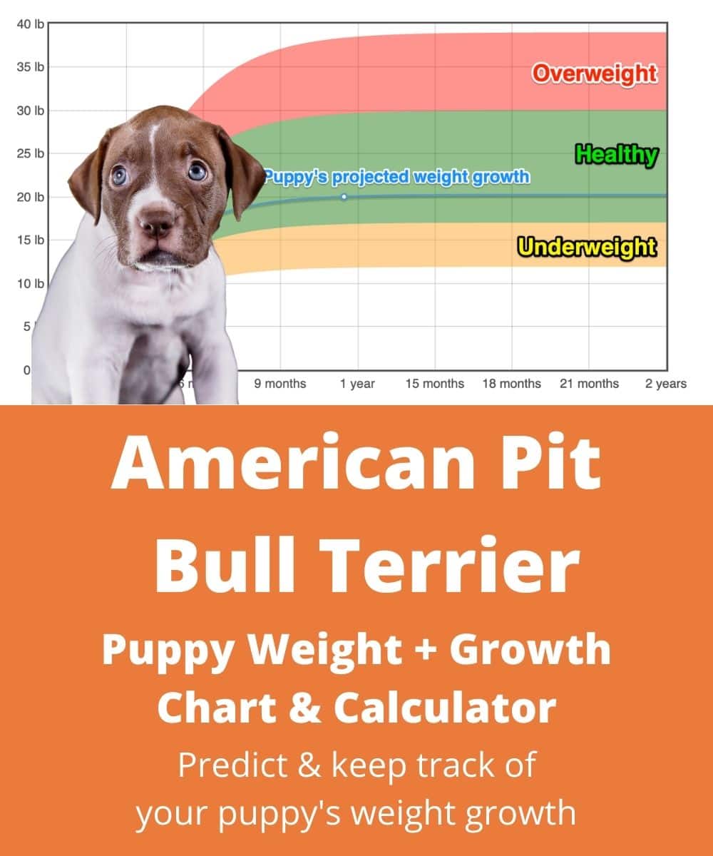 Female Pitbull Weight Chart