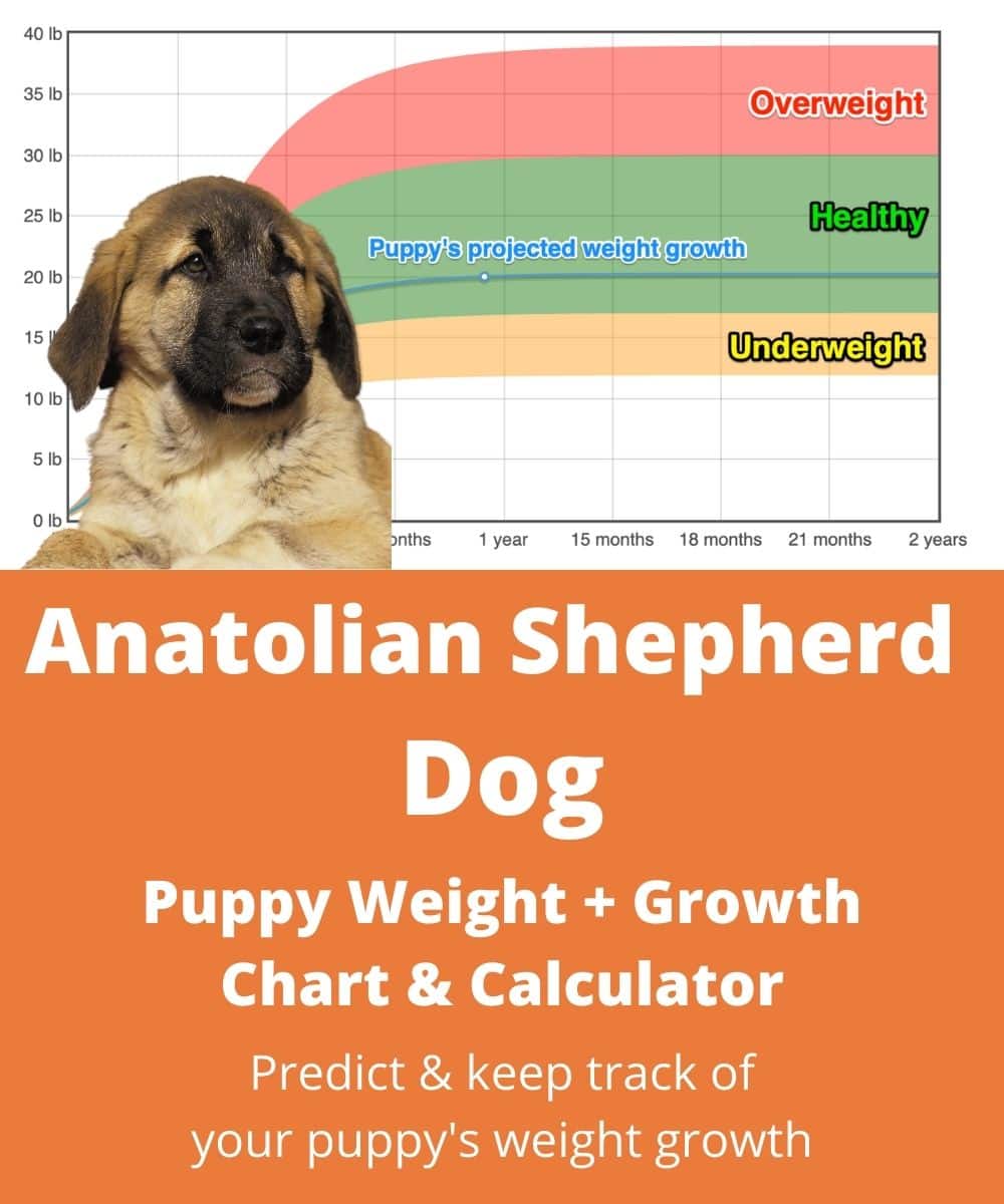 Anatolian Shepherd Dog Weight Growth Chart 2021 How Heavy Will My Anatolian Shepherd Dog Weigh The Goody Pet