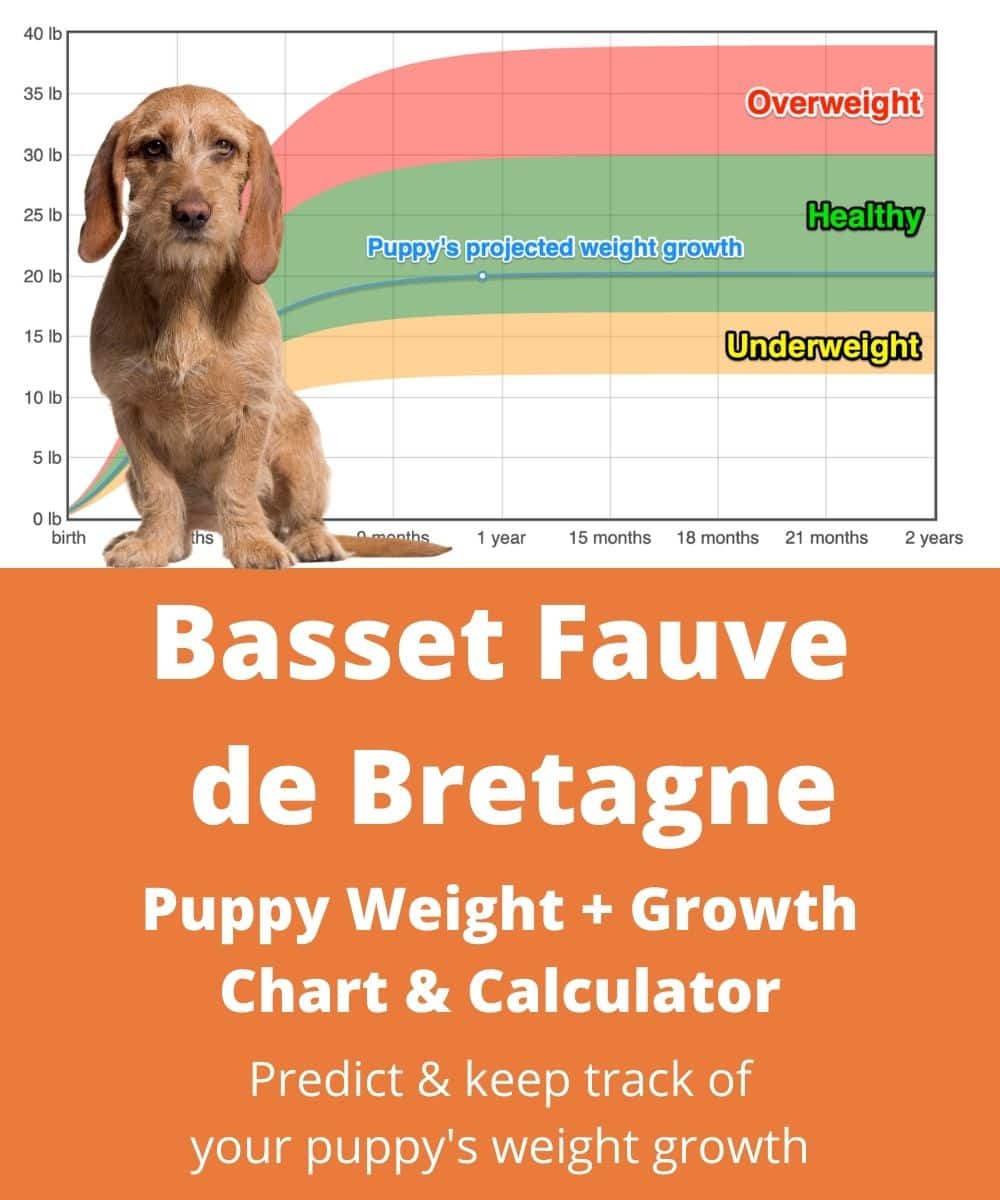 what is basset fauve look like